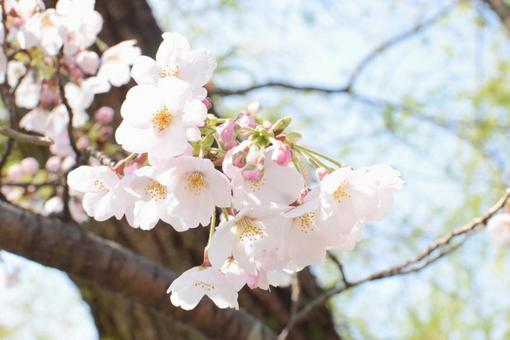 桜の写真