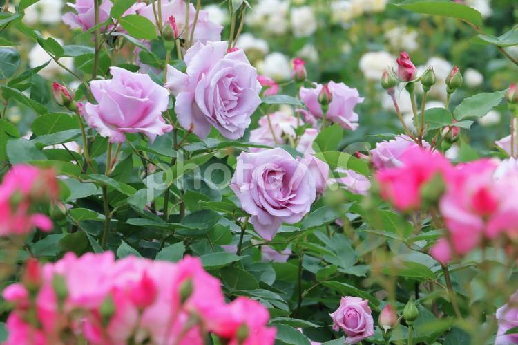 薔薇の花　春の景色 薔薇,花,春の写真素材
