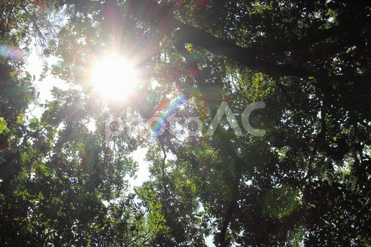 新緑と太陽の木漏れ日森林浴 新緑,太陽,シュルエットの写真素材