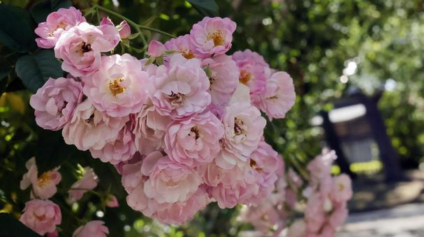 ばらの花 ばらの花 rose,植物,園芸の写真素材