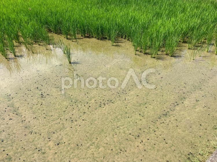タニシがたくさんいる田んぼ 田んぼ,田園,稲の写真素材