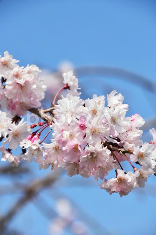 桜（枝垂桜・シダレザクラ） 桜,枝垂桜,花見の写真素材