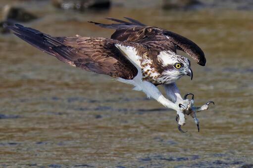 鋭い爪と鋭い嘴のミサゴ ミサゴ,鶚,ウオタカの写真素材