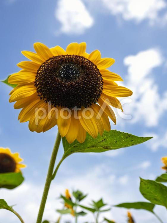 空を見上げるひまわりのチカラ ひまわり,黄色,花の写真素材