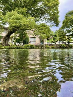 Photo, yong yu chi, shallow big society, fujinomiya, 