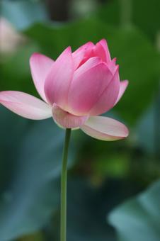 Photo, lotus flower, lotus, bald, 