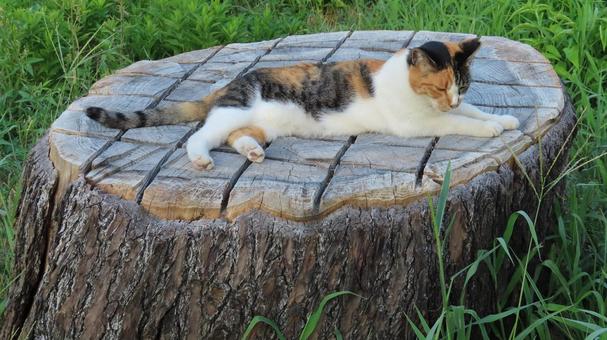 切り株が大好きなもふもふで可愛い三毛猫 切り株が大好きなもふもふで可愛い三毛猫の写真