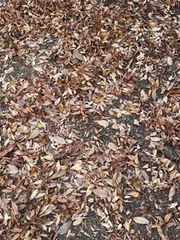 冬の足音 冬の足音,落葉,枯れ葉の写真素材