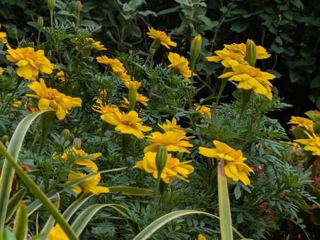 マリーゴールド マリーゴールドの写真