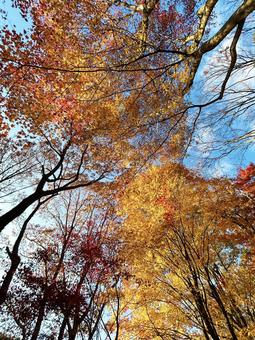 青空と紅葉した木々 空,紅葉,モミジの写真素材