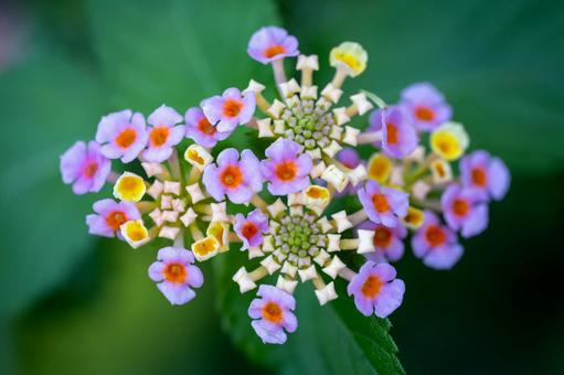 ランタナ ランタナ ランタナ,七変化,花の写真素材