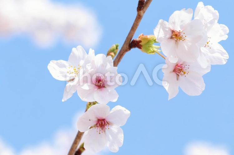 サクラ　春の風景 桜,春,空の写真素材