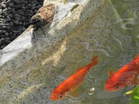 蝉と金魚 蝉と金魚 生き物,夏,風景の写真素材