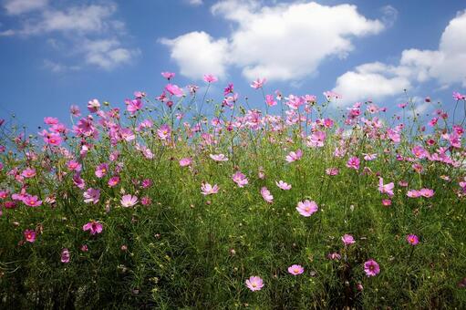 コスモス-109 コスモス-109の写真