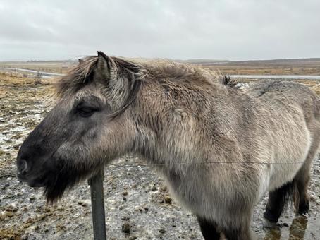 Icelandic horse Icelandic horse アイスランド,馬,冬の写真素材