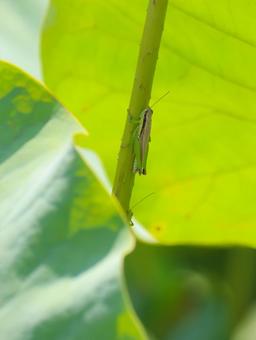 Locusts, JPG