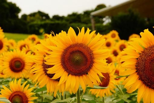 ひまわり畑の写真