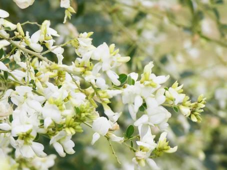白い萩の花 花,秋,萩の写真素材
