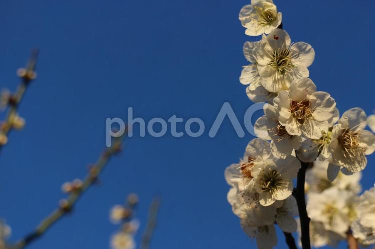 夕日に照らされし　４ 梅,白,春の写真素材