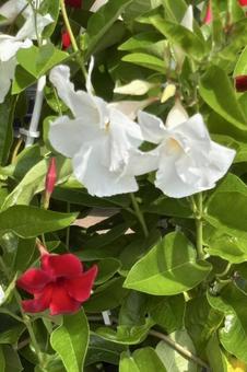 サンパラレルの花 サンパラレルの花の写真