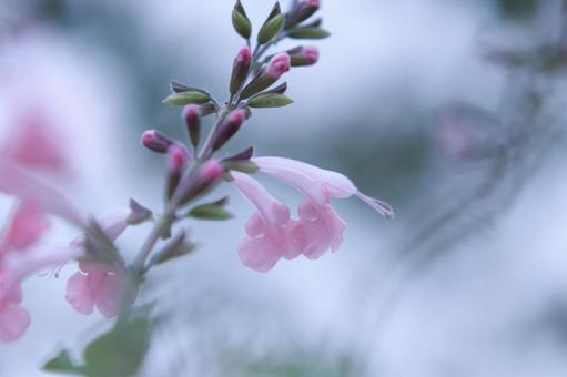 淡いピンクのラッパ型の花 淡いピンクのラッパ型の花の写真