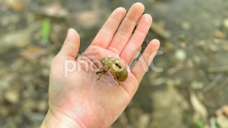 セミの抜け殻と女性の手のひら 手,手の平,セミの写真素材