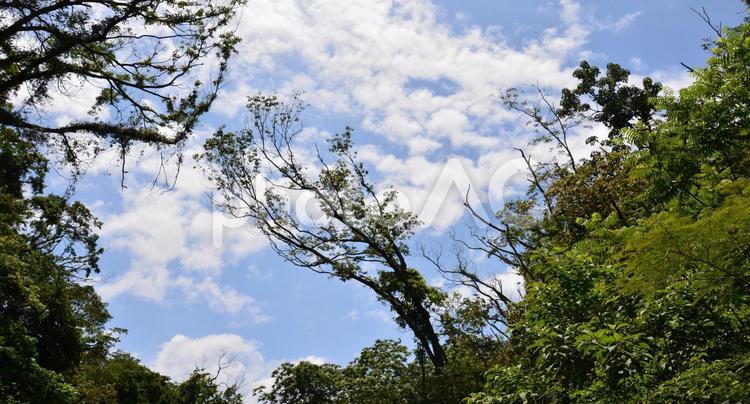 森の木々と青空 森,樹,空の写真素材