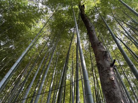 荘厳な雰囲気の竹林と木漏れ日 荘厳な雰囲気の竹林と木漏れ日 荘厳,竹林,風景の写真素材