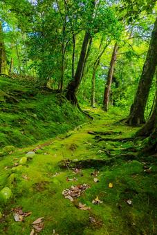 【石川】兼六園 文化財指定庭園 兼六園,石川,金沢の写真素材