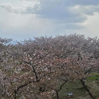 Overlooking the cherry trees, JPG Overlooking the cherry trees, JPG