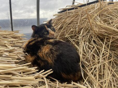 野良猫 野良猫,ねこ,野生の猫の写真素材