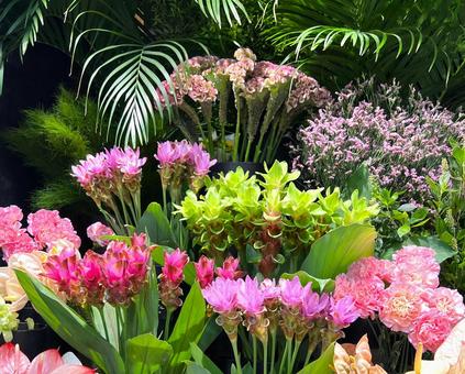夏の花 夏の花 花,フラワーショップ,お花屋さんの写真素材