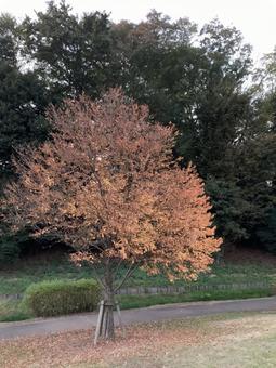 公園の紅葉2の写真