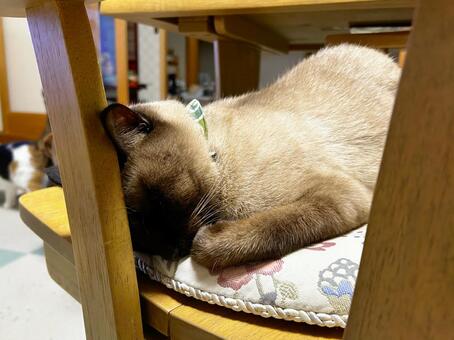 頭を押し付けて熟睡する猫 シャム猫,熟睡,イスの写真素材