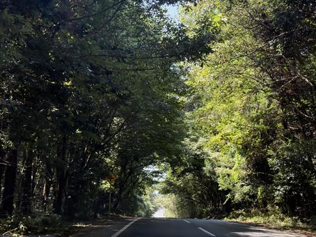 森のトンネル 森のトンネルの写真