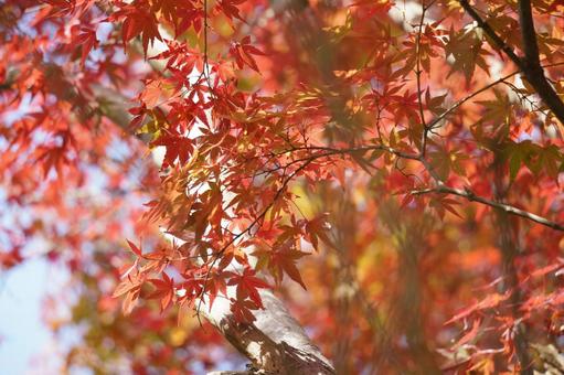 Autumn leaves and blue sky, JPG