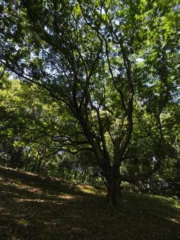 木陰に佇む公園の大樹 木陰に佇む公園の大樹 公園,樹木,大樹の写真素材