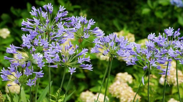 Photo, agapanthus, murasaki kunsiran, purple, 