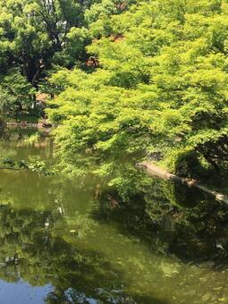 green tea green teaの写真