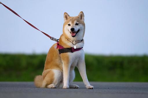 お座りする柴犬 お座りする柴犬 犬,柴犬,お座りする犬の写真素材