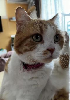 猫 猫の写真