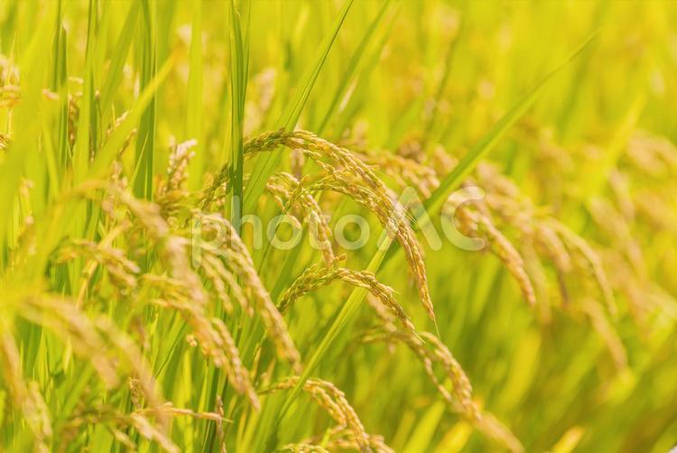 実りの秋 実り,収穫,豊作の写真素材
