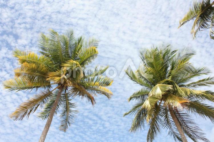 晴れのヤシの木（空） ヤシの木,木,晴れの写真素材