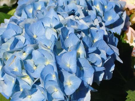 アジサイ-3 アジサイ,花,白の写真素材