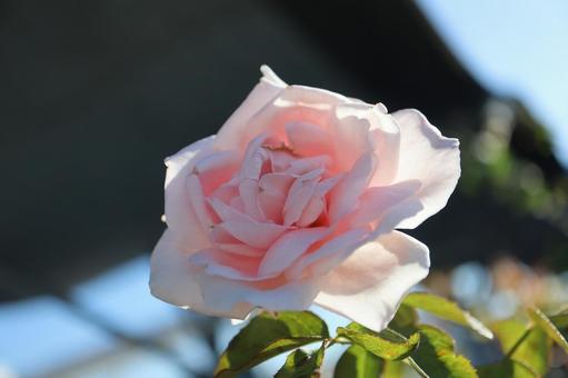 バラ園に咲く淡い色の薔薇を撮りました バラ園に咲く淡い色の薔薇を撮りましたの写真