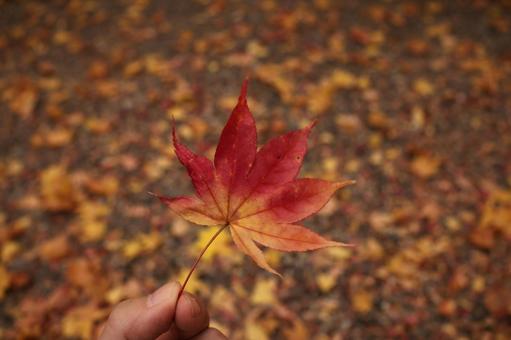 紅葉狩り 紅葉狩り もみじ,もみじ狩り,紅葉の写真素材
