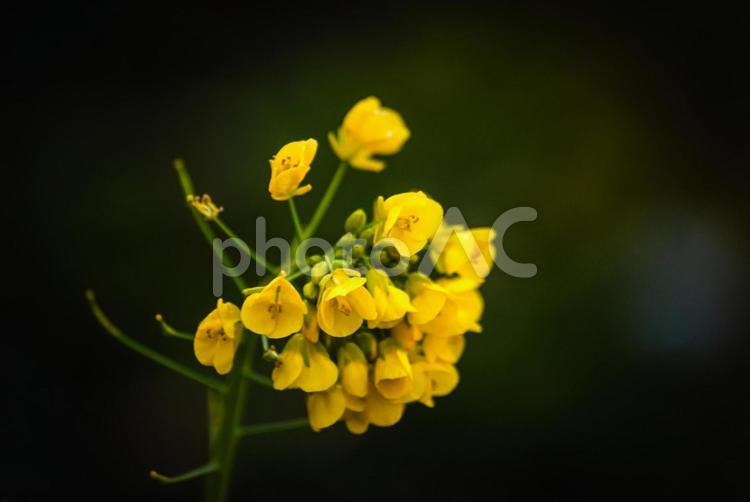 ＜五島の春景＞冬に咲いた夜明けの菜の花 花,菜の花,植物の写真素材