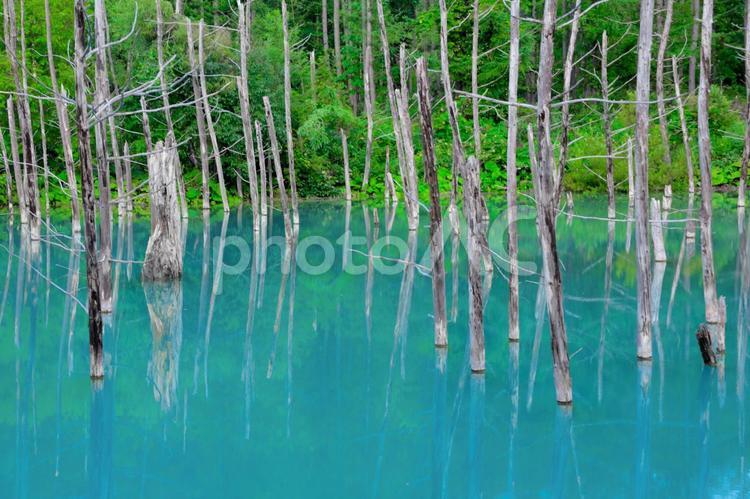 白金青い池(イメージ写真) 2 青い池,美瑛,北海道の写真素材