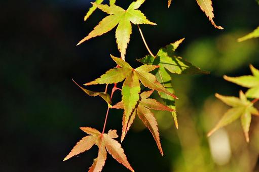 陽射しの中のイロハモミジ 陽射しの中のイロハモミジ イロハモミジ,紅葉,葉の写真素材