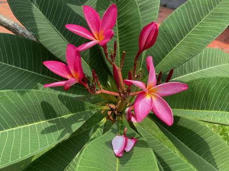 プルメリア 南国 テンプルツリー ピンク プルメリア 南国 テンプルツリー ピンク プルメリア,南国,テンプルツリーの写真素材